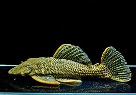 一点物 ドラゴンハイフィンレオパードトリム “High yellow” No.03