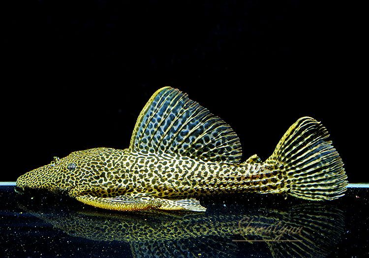 ʪɥ饴ϥե쥪ѡɥȥࡡ High yellowɡNo.04