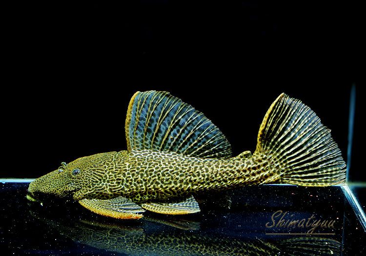 ʪɥ饴ϥե쥪ѡɥȥࡡ High yellowɡNo.05