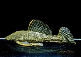 一点物 ドラゴンハイフィンレオパードトリム “High yellow” No.06