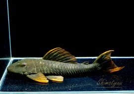 一点物 オレンジフィンレオパードヒポストムス “リオ サンフランシスコ” No.01