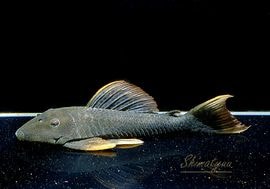 一点物 オレンジフィンレオパードヒポストムス “リオ サンフランシスコ” No.02