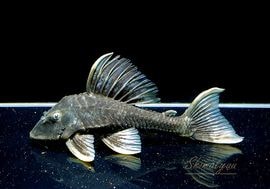 一点物 イエローフィンコクリオドン “ジャマンシン” No.01