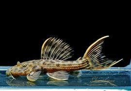 ����ʪ������ȥ饹������åȥȥ�ࡡ�ȥꥪ�������ɡ�WILD��No.01