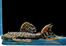 ����ʪ������ȥ饹������åȥȥ�ࡡ�ȥꥪ�������ɡ�WILD��No.02