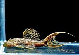 ����ʪ������ȥ饹������åȥȥ�ࡡ�ȥꥪ�������ɡ�WILD��No.03