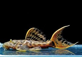 ����ʪ������ȥ饹������åȥȥ�ࡡ�ȥꥪ�������ɡ�WILD��No.04