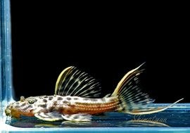 ����ʪ������ȥ饹������åȥȥ�ࡡ�ȥꥪ�������ɡ�WILD��No.05