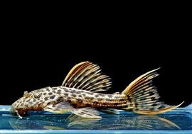 ����ʪ������ȥ饹������åȥȥ�ࡡ�ȥꥪ�������ɡ�WILD��No.06