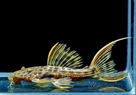 ����ʪ������ȥ饹������åȥȥ�ࡡ�ȥꥪ�������ɡ�WILD��No.07