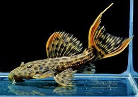 ����ʪ������ȥ饹������åȥȥ�ࡡ�ȥꥪ�������ɡ�WILD��No.08