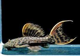 ����ʪ������ȥ饹������åȥȥ�ࡡ�ȥꥪ�������ɡ�WILD��No.09