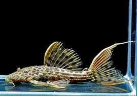 ����ʪ������ȥ饹������åȥȥ�ࡡ�ȥꥪ�������ɡ�WILD��No.10