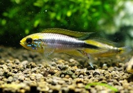 ���� ���������������ȣףɣ̣ġɡ�������ӥ��ء�1Pr