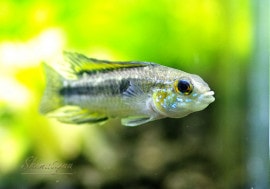 ���𡡥ӥ����˥��������ĥ���С����ףɣ̣ġ���River Miri�ɡ����У�