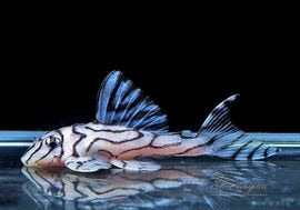 ����ʪ���٥饤�� ����ڥꥢ�를�֥顡��Breed�ɡ�No.02�����餯�����