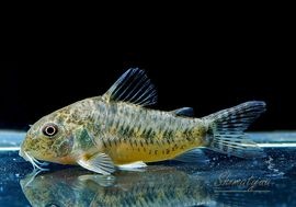 ǯ���Ը�������!!��C��Υ�ǥ����ƥ����˥硡�ȥХ��佣��Rio Utinga�ɡ�