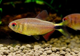 ǯ���Ը�������!!��Ǯ�ӵ��ۡ���󥯥ۡ����㡥cf�� �ǥ����ƥ��������ȥ��奿���ɡ�WILD��3ɤ