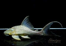 ǯ���Ը�������!!���֥롼�����ץ쥳��