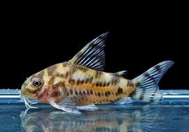 ����ʪ��Co���֥꡼�ʡ�WILD 1Pr��