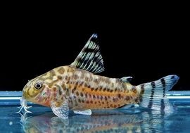 一点物 Coゼブリーナ WILD 1Pr | すべての商品 | AQUA-F東京店通販ショップ