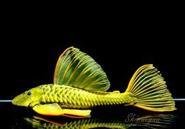 ����ʪ��������ǥ󥢥󥸥��ꥫ�����ȥѥ󥿥ʡ��뻺�ɡ�40.0cm��