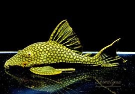 ����ʪ���ե륹�ݥåȥ������ץ쥳��No.01