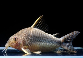 C��ե����󥹥ݥåȥ��å�����WILD��1ɤ