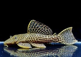 ����ʪ���ɥ饴��ϥ��ե���쥪�ѡ��ɥȥ�ࡡ ��High yellow�ɡ�No.01