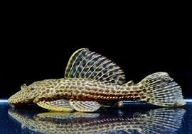 ����ʪ���ɥ饴��ϥ��ե���쥪�ѡ��ɥȥ�ࡡ ��High yellow�ɡ�No.02