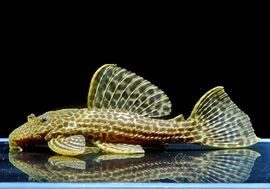 ����ʪ���ɥ饴��ϥ��ե���쥪�ѡ��ɥȥ�ࡡ ��High yellow�ɡ�No.01