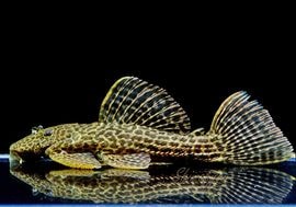 ����ʪ���ɥ饴��ϥ��ե���쥪�ѡ��ɥȥ�ࡡ ��High yellow�ɡ�No.03