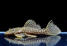 ����ʪ���ɥ饴��ϥ��ե���쥪�ѡ��ɥȥ�ࡡ ��High yellow�ɡ�No.04