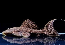 ����ʪ���٥�٥åȥȥ�� �� ��Tucandeira stream�ɡ�No.01