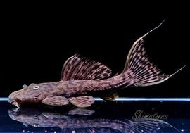 ����ʪ���٥�٥åȥȥ�� �� ��Tucandeira stream�ɡ�No.02