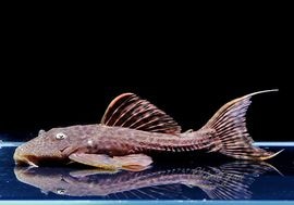 ����ʪ���٥�٥åȥȥ�� �� ��Tucandeira stream�ɡ�No.03