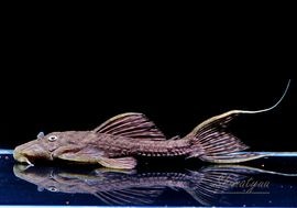 ����ʪ���٥�٥åȥȥ�� �� ��Tucandeira stream�ɡ�No.04