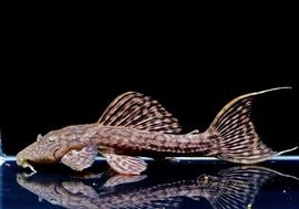 ����ʪ���٥�٥åȥȥ�� �� ��Tucandeira stream�ɡ�No.05