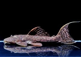 ����ʪ���٥�٥åȥȥ�� �� ��Tucandeira stream�ɡ�No.06