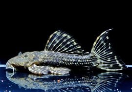 ����ʪ���ॹ���󥰥ȥ�ࡡNo.01