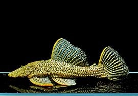 ����ʪ���ɥ饴��ϥ��ե���쥪�ѡ��ɥȥ�ࡡ ��High yellow�ɡ�Bigsize��No.01