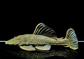 ����ʪ���ɥ饴��ϥ��ե���쥪�ѡ��ɥȥ�ࡡ ��High yellow�ɡ�Bigsize��No.02