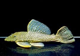 ����ʪ���ɥ饴��ϥ��ե���쥪�ѡ��ɥȥ�ࡡ ��High yellow�ɡ�Bigsize��No.03