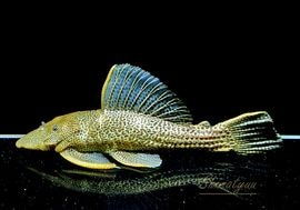 ����ʪ���ɥ饴��ϥ��ե���쥪�ѡ��ɥȥ�ࡡ ��High yellow�ɡ�Bigsize��No.04