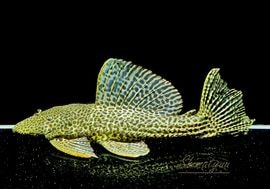 ����ʪ���ɥ饴��ϥ��ե���쥪�ѡ��ɥȥ�ࡡ ��High yellow�ɡ�Bigsize��No.05