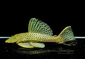 ����ʪ���ɥ饴��ϥ��ե���쥪�ѡ��ɥȥ�ࡡ ��High yellow�ɡ�No.06