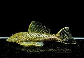 ����ʪ���ɥ饴��ϥ��ե���쥪�ѡ��ɥȥ�ࡡ ��High yellow�ɡ�No.07