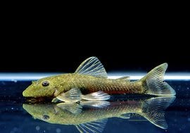 ��Ǯ�ӵ��ۡ��ѥ饪�ȥ��󥯥륹��������󥷥����ȥꥪ�����㥰����١ɡ�3ɤ