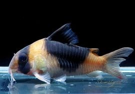 C����硼�ȥΡ��� �˥塼 �����ѡ��ӥ������롡��Big Blotch�ɡ�WILD��1ɤ