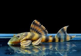 �����Τ��㤤����!!������󥫡���ӥ�󥹥��������ץ쥳���ȥ���ɥͥ����֥꡼�ɡɡ�1ɤ